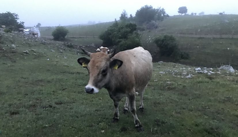 Lika Buša: Preserving the native cattle breed from Croatia