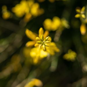 Flower as a guide: Yellow, fragrant 'Brnestra' reveals Ližnjan in the spring