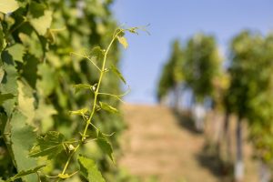 Graševina - the longevity and importance of the most widespread Croatian grape variety