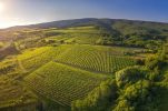 Graševina: Longevity and importance of Croatia’s most widespread grape variety
