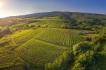 Graševina: Longevity and importance of Croatia’s most widespread grape variety