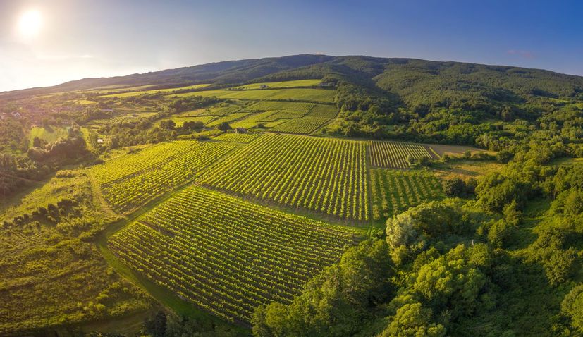 Graševina - the longevity and importance of the most widespread Croatian grape variety