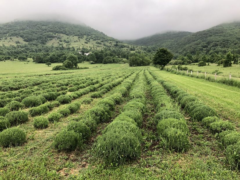 First ever lavender fields in Croatia’s Lika region: Ajda Lavanda proves everyone wrong