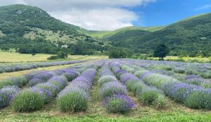 Meet the first and only lavender grower in Croatia’s Lika region