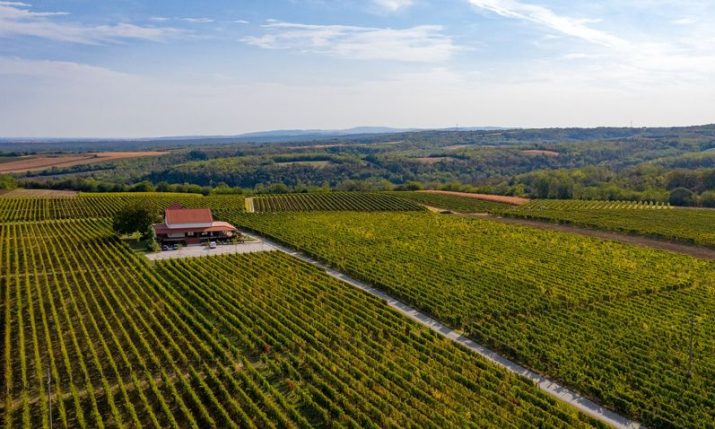 Ilok – the traminer capital of Croatia the place to be   this weekend