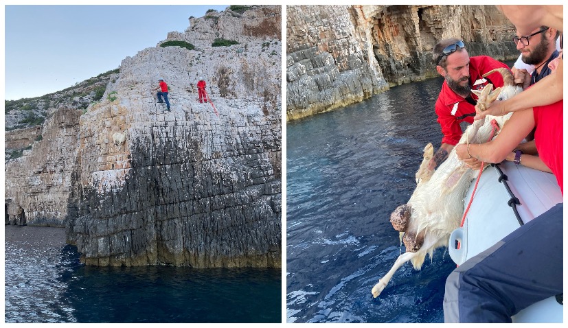 PHOTOS: Goat rescued from cliffs on Vis Island