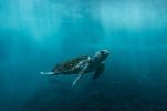 VIDEO: Protected turtle swims into Šibenik waterfront