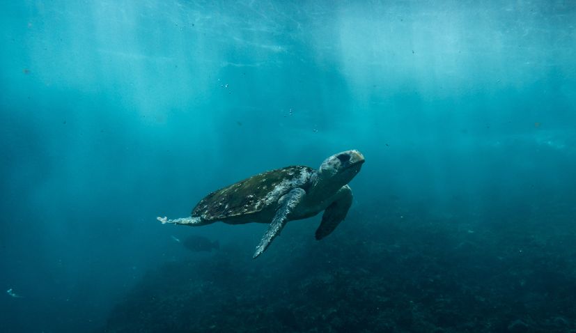 Protected turtle swims into Šibenik waterfront