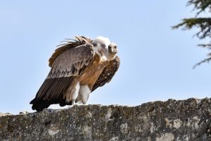 "Hospital" for griffon vultures opens on Cres island