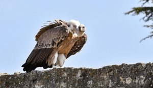 "Hospital" for griffon vultures opens on Cres island