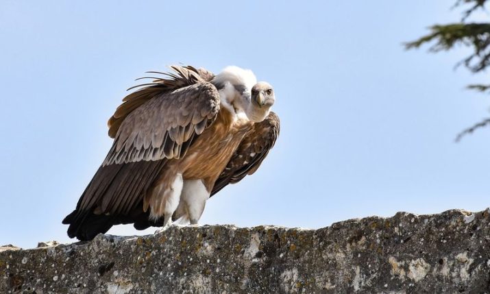 ‘Hospital’ for griffon vultures opens on Cres island