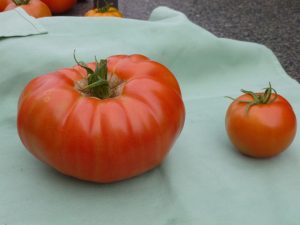Growing Croatian tomatoes in England