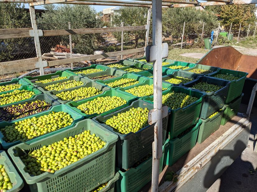 Olive oil the lure in move to live in Croatia 
