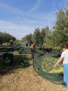 Olive oil the lure in move to live in Croatia