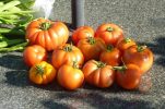 Meet the Croatian tomato variety grower in England