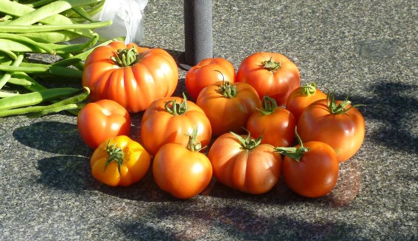 Meet the Croatian tomato variety grower in England