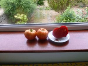 Growing Croatian tomatoes in England