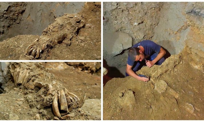 PHOTOS: 17,000 year-old wild donkey head found buried in Croatia