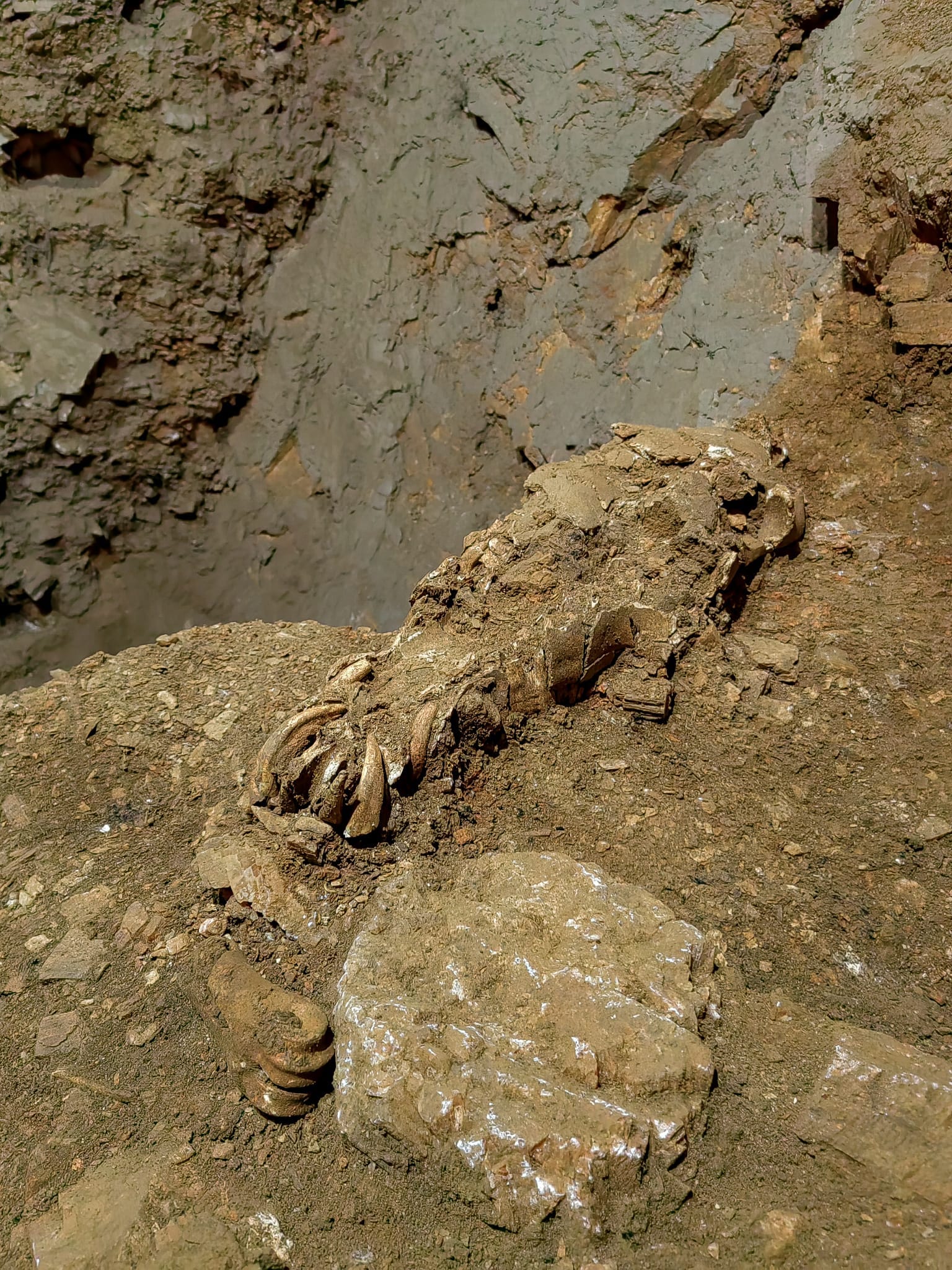 17,000 year-old horse head found buried in Croatia