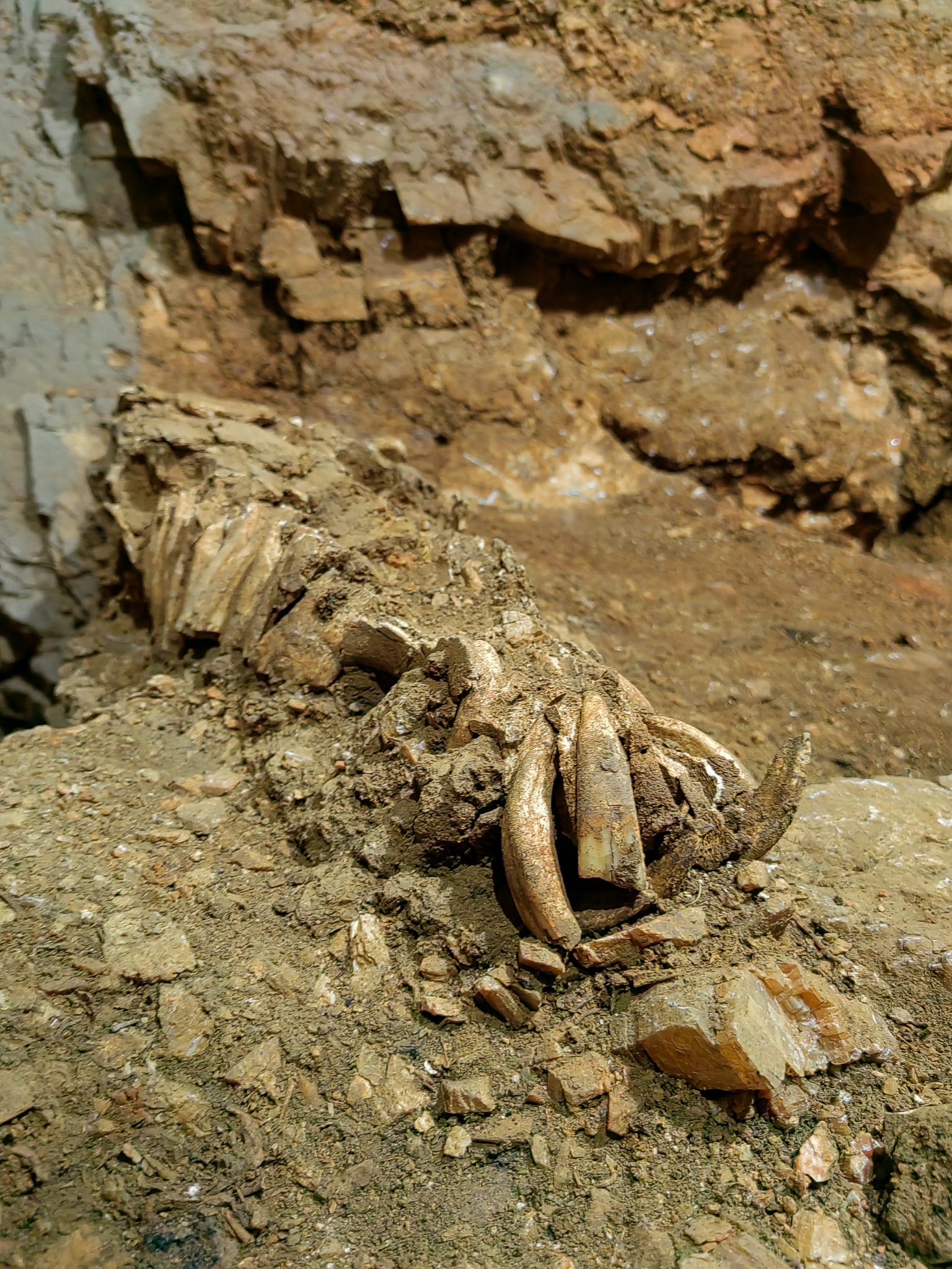 17,000 year-old horse head found buried in Croatia