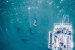Adriatic boasts 60 species of sharks and rays, many endangered, research shows