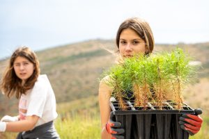 Reforestation campaign in Trogir for first time 