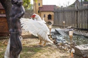 Kokingrad: Croatia gets a town built for chickens