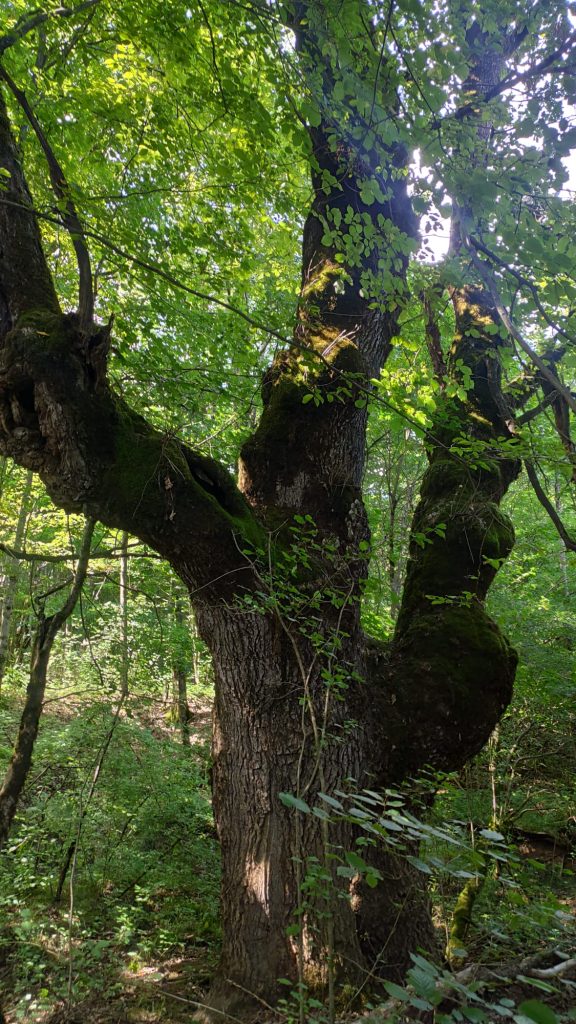 Croatia's 250-year-old oak to contend for European Tree of the Year title
