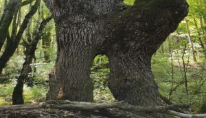 Croatia's 250-year-old oak to contend for European Tree of the Year title