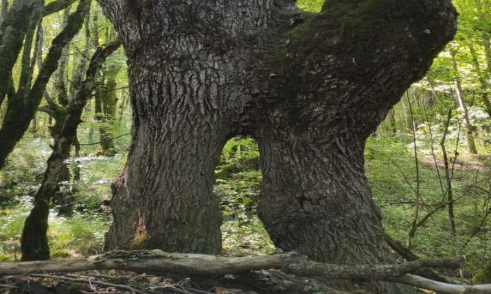 <strong>250-year-old Croatian oak up for European Tree of the Year title – voting open</strong>