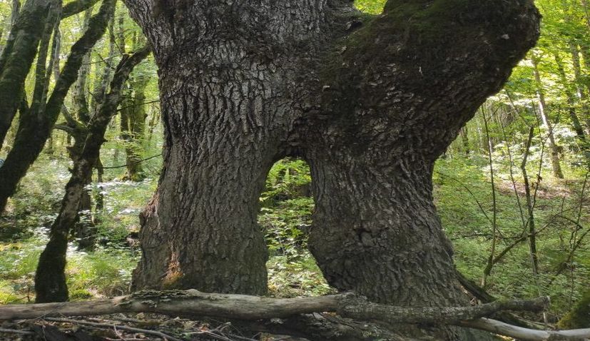 Croatia’s 250-year-old oak to contend for European Tree of the Year title