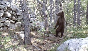 Adorable bear scratches its back in Croatia’s Northern Velebit National Park