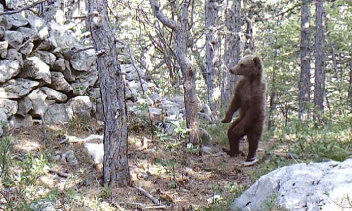 VIDEO: Adorable bear scratches its back in Croatia’s Northern Velebit National Park