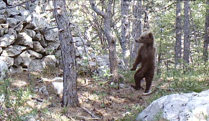 Adorable bear scratches its back in Croatia’s Northern Velebit National Park