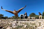 Griffon vultures released from rehab centre on island of Cres