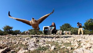 Eight griffon vultures, mostly young birds rescued this year, have been released from the rehabilitation centre for griffon vultures in Beli on the northern Adri