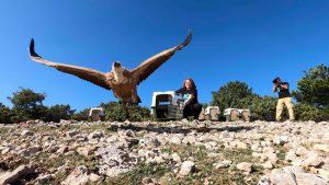 Eight griffon vultures, mostly young birds rescued this year, have been released from the rehabilitation centre for griffon vultures in Beli on the northern Adriatic island of Cres