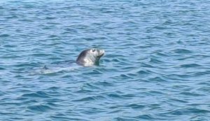 Rare Mediterranean monk seal spotted at Dubrovnik beach