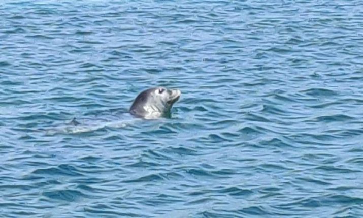 VIDEO: Rare Mediterranean monk seal spotted at Dubrovnik beach