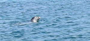 Rare Mediterranean monk seal spotted at Dubrovnik beach