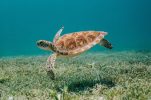 Major river turtle conservation project in southern Croatia launched