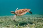 Major river turtle conservation project in southern Croatia launched
