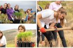 PHOTOS: Reforestation campaign in Trogir for first time 