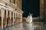 Dubrovnik’s world-famous cat passes away 