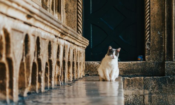 <strong>Dubrovnik’s most famous cat gets a home </strong>
