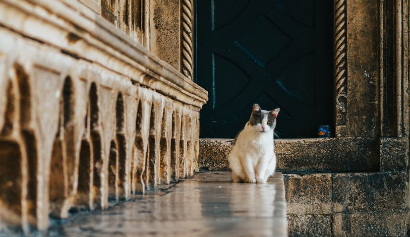 <strong>Dubrovnik’s most famous cat gets a home </strong>