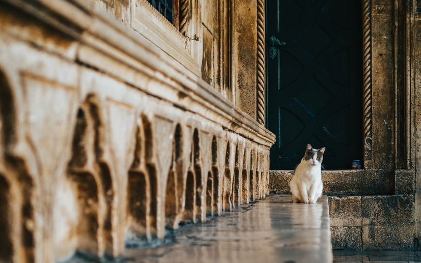 Dubrovnik’s most famous cat gets a home