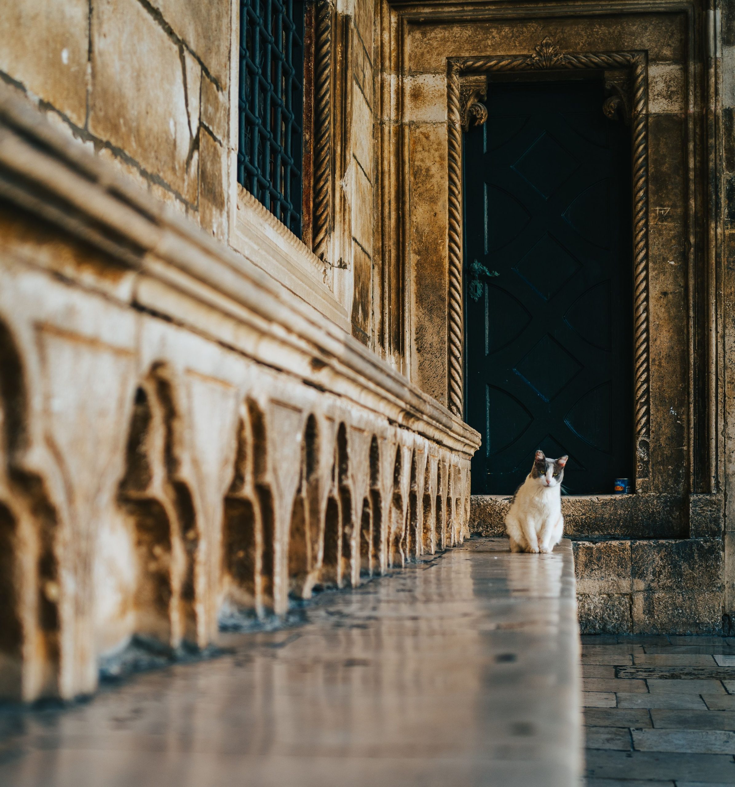 Dubrovnik’s most famous cat gets a home