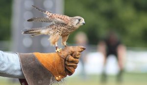 Croatian falconry associations presented with UNESCO charters 