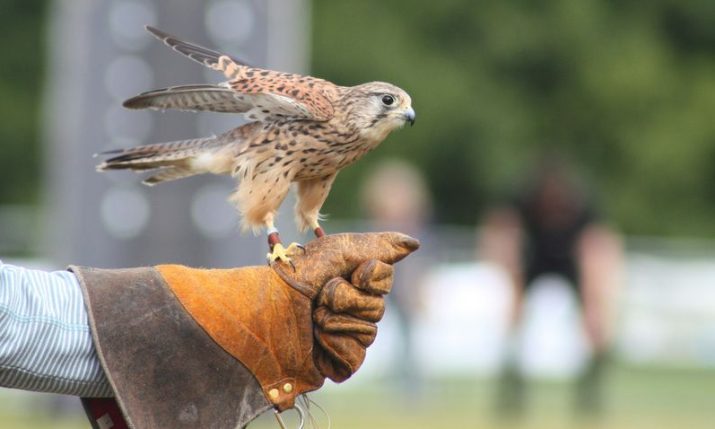 <strong>Croatian falconry associations presented with UNESCO charters </strong>